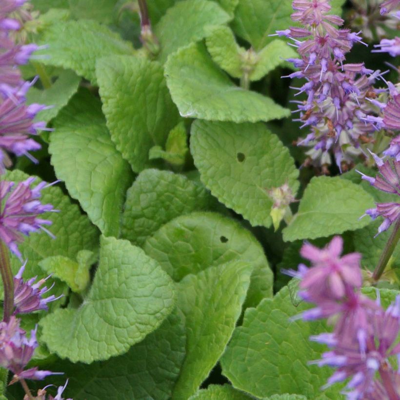 Salvia verticillata Endless Love (Foliage)