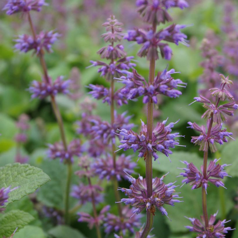 Salvia verticillata Endless Love (Flowering)