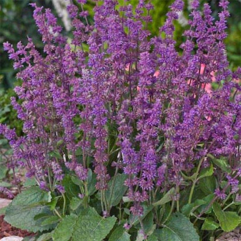 Salvia verticillata Endless Love (Plant habit)