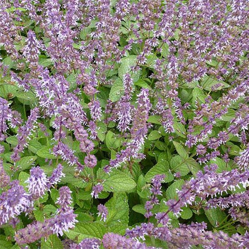 Salvia verticillata Hannays Blue (Flowering)