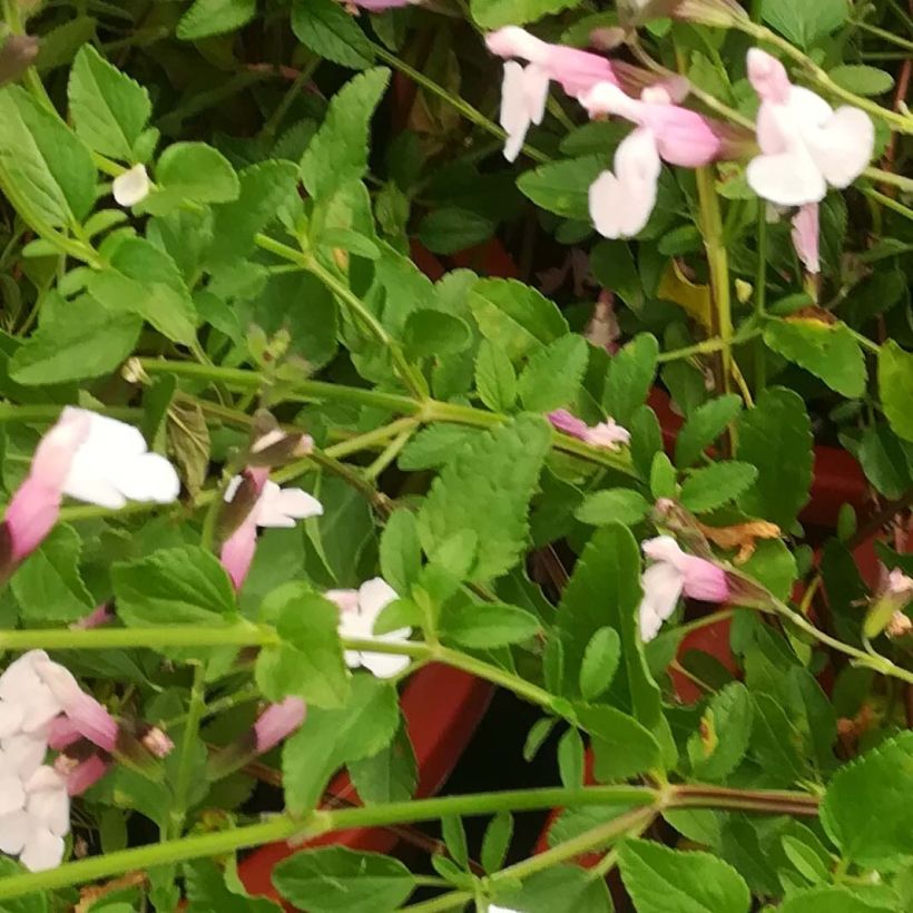 Salvia jamensis Delice Roselilac (Foliage)