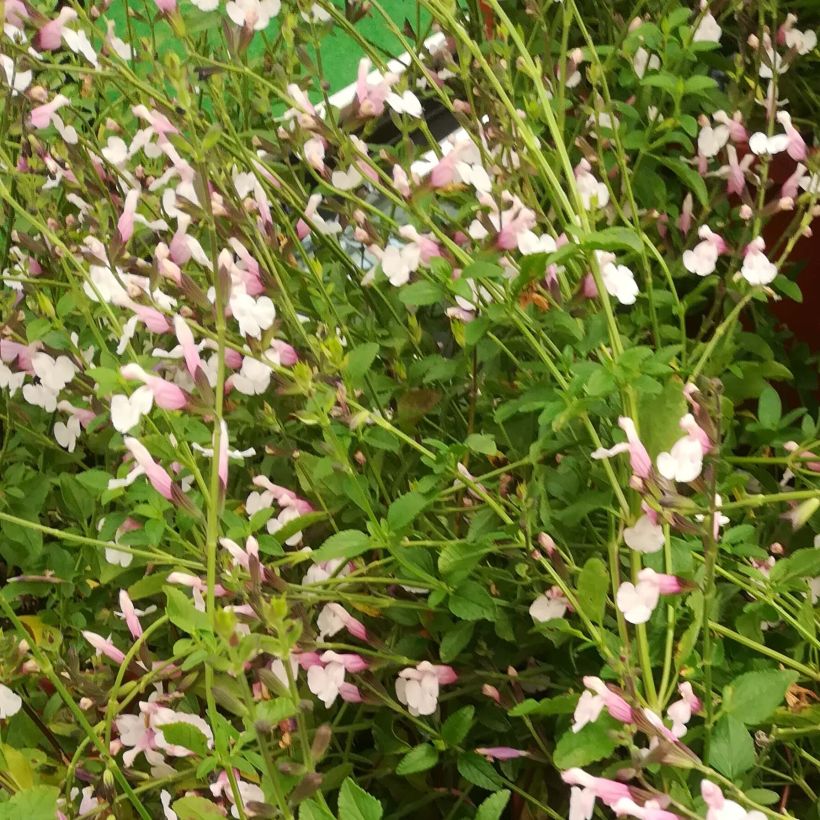 Salvia jamensis Delice Roselilac (Flowering)