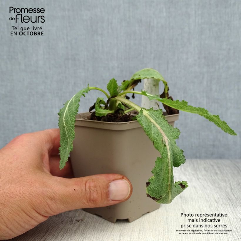 Salvia sylvestris Dear Anja 8/9 cm pot sample as delivered in autumn