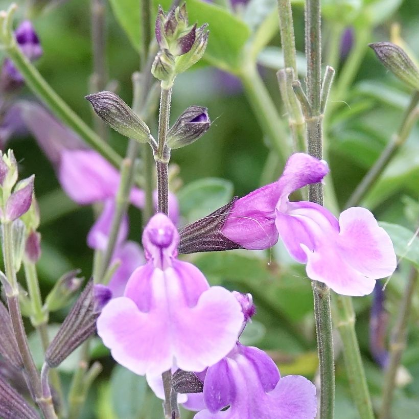 Salvia jamensis Carolus (Flowering)