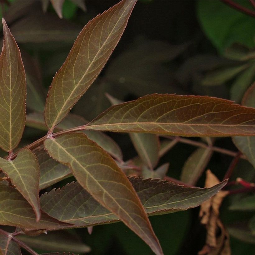 Sambucus Chocolate Marzipan (Foliage)