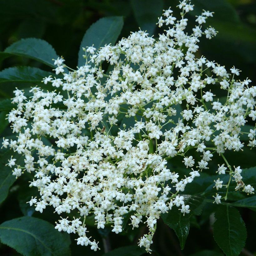 Sambucus nigra - Black Elder (Flowering)