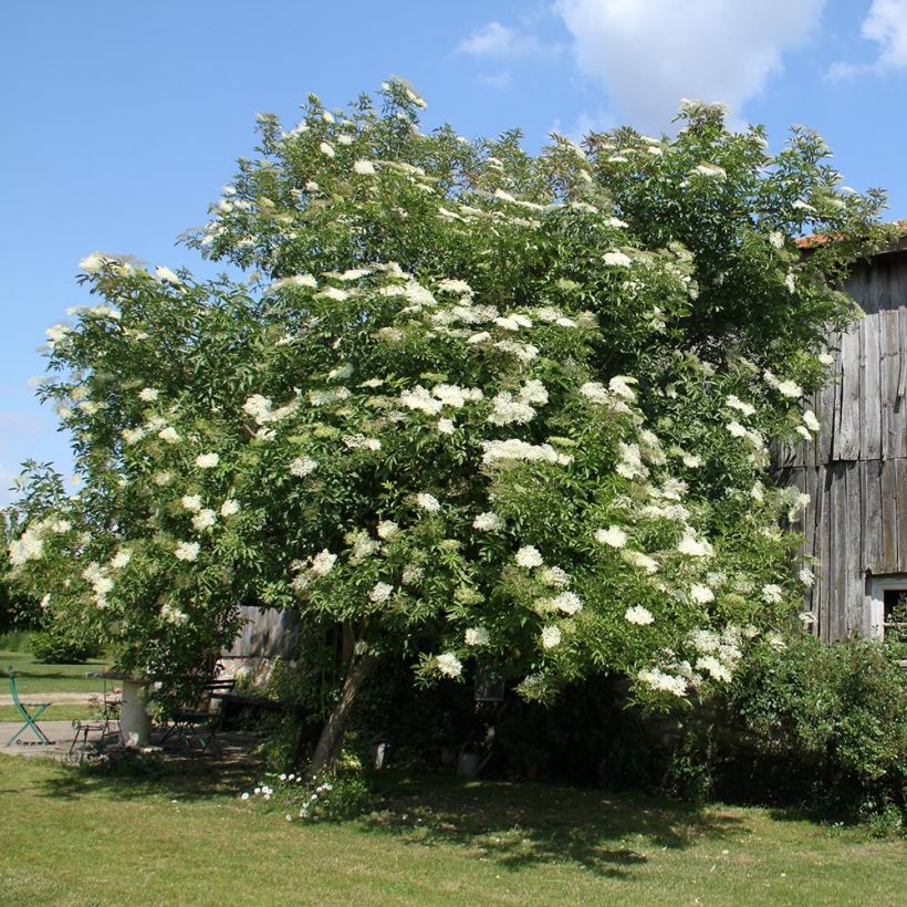 Sambucus nigra - Black Elder (Plant habit)