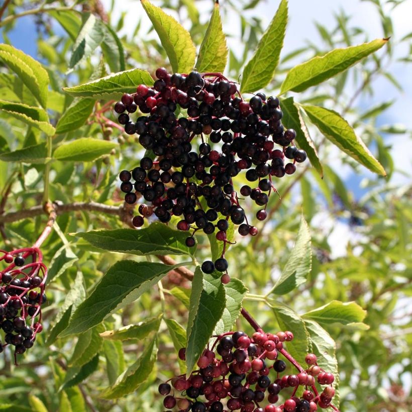 Sambucus nigra Aurea - Black Elder (Harvest)