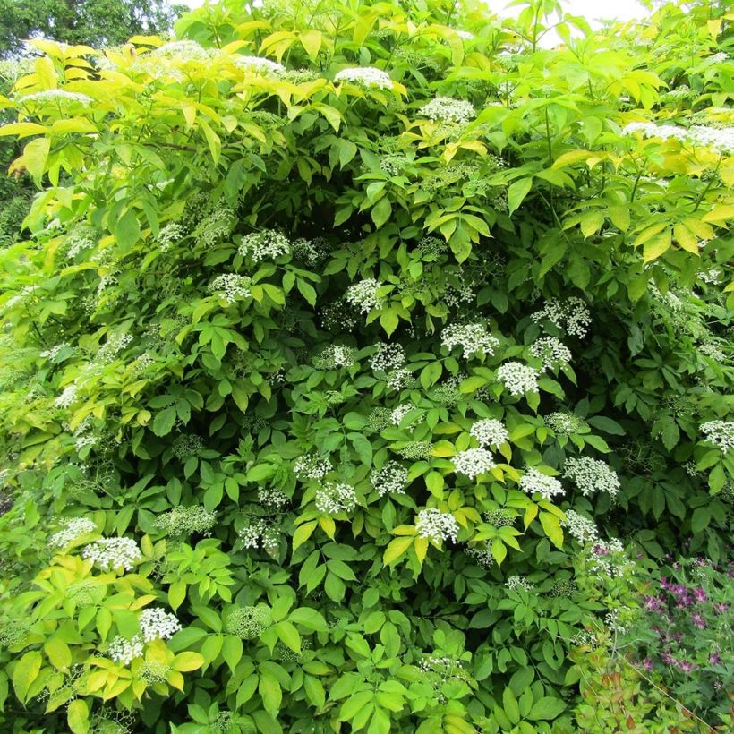 Sambucus nigra Aurea - Black Elder (Plant habit)