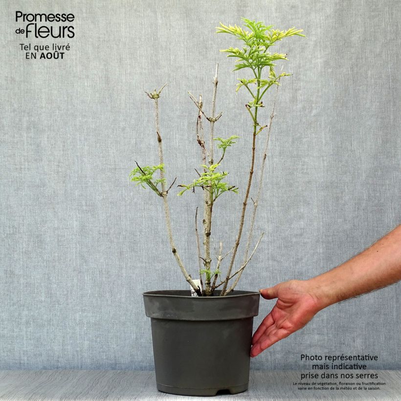 Sambucus nigra Golden Tower - Black Elder 7.5L/10L pot sample as delivered in summer