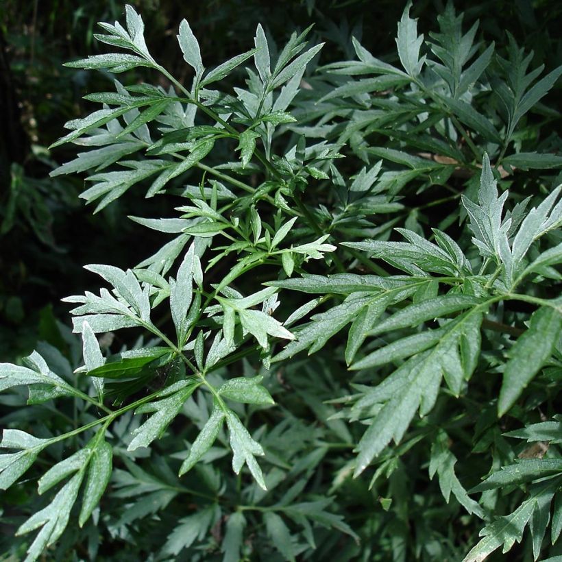 Sambucus nigra Laciniata - Black Elder (Foliage)