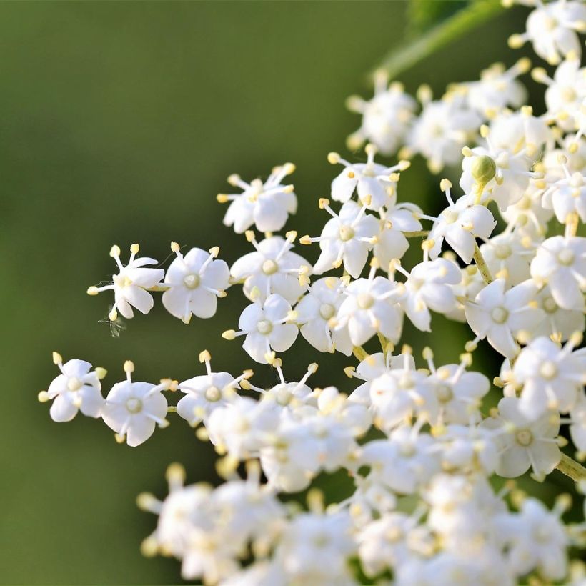 Sambucus nigra Laciniata - Black Elder (Flowering)