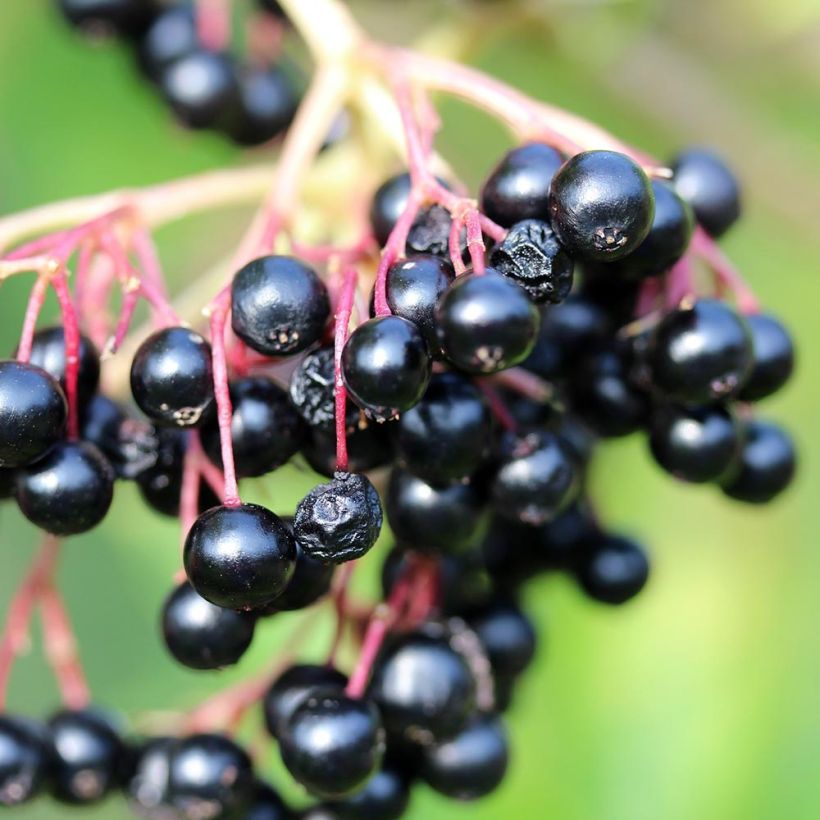 Sambucus nigra Laciniata - Black Elder (Harvest)