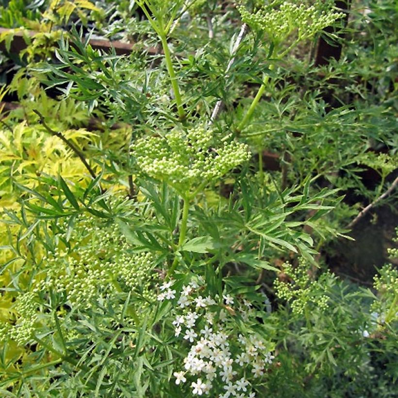 Sambucus nigra Laciniata - Black Elder (Plant habit)