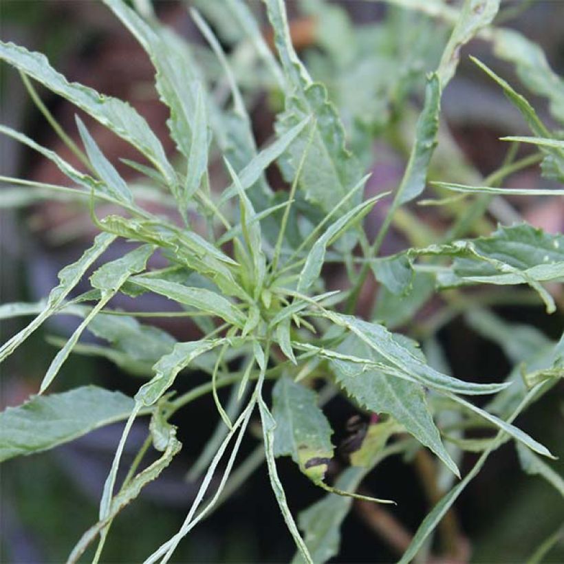 Sambucus nigra Linearis - Black Elder (Foliage)