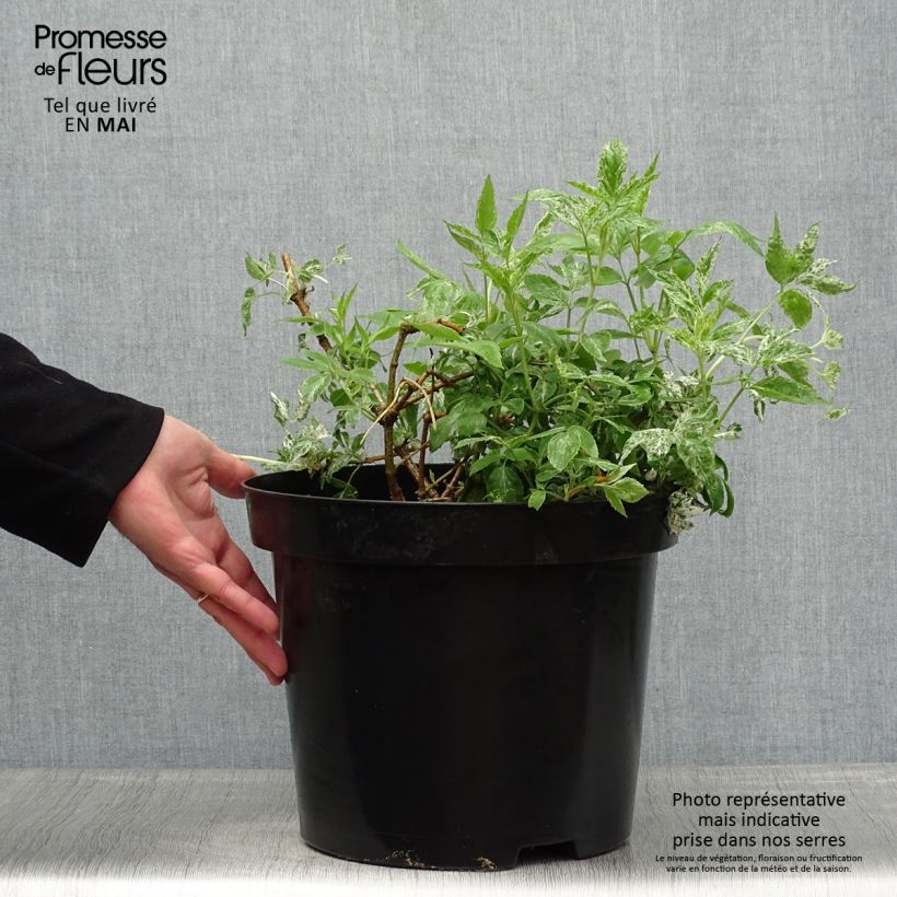 Sambucus nigra Pulverulenta - Black Elder 3L/4L pot sample as delivered in spring