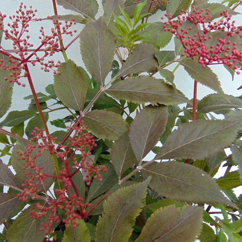 Sambucus nigra Thundercloud - Black Elder (Foliage)