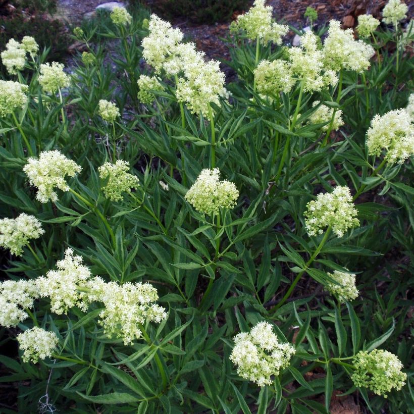 Sambucus racemosa - European Red Elder (Plant habit)