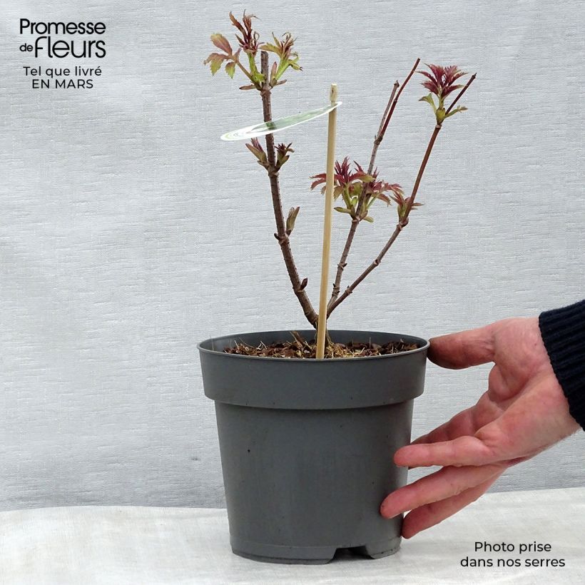 Sambucus racemosa Plumosa Aurea - European Red Elder sample as delivered in spring