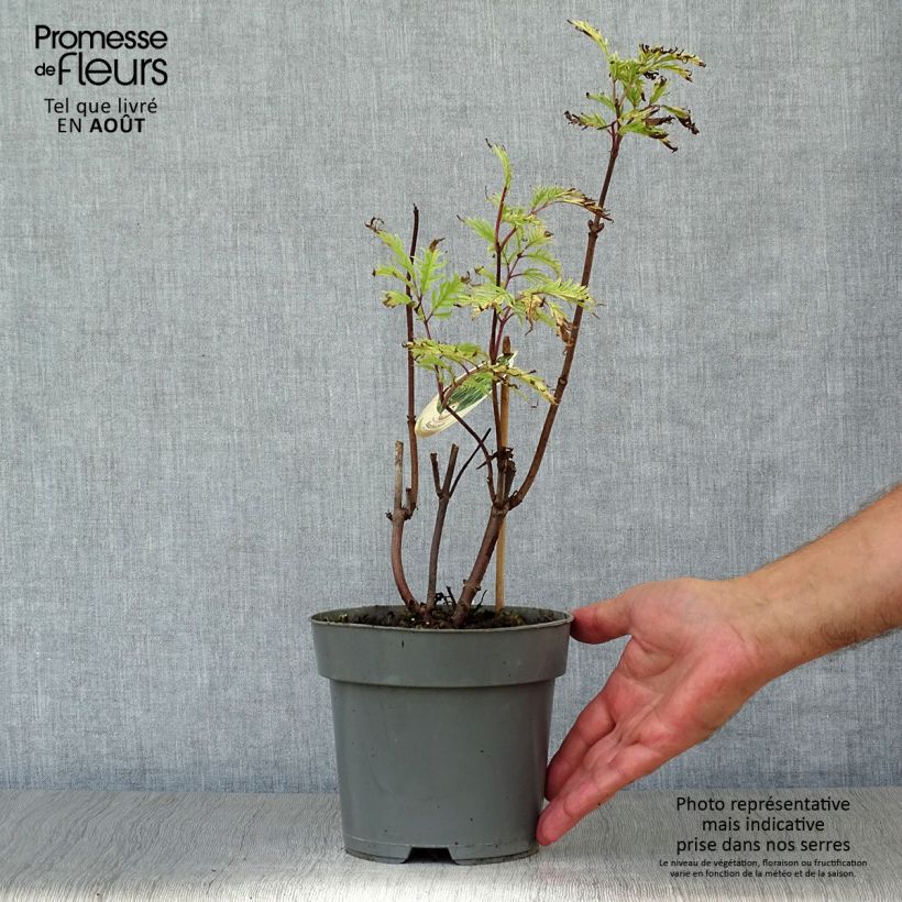 Sambucus racemosa Plumosa Aurea - European Red Elder 2L/3L pot sample as delivered in summer