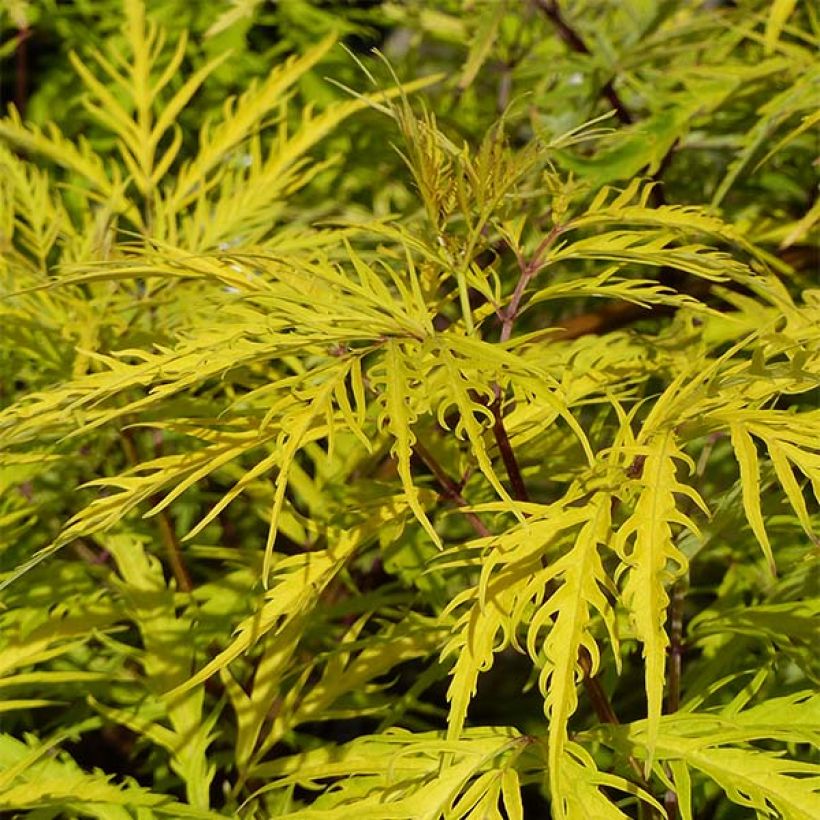 Sambucus racemosa Welsh Gold - European Red Elder (Foliage)