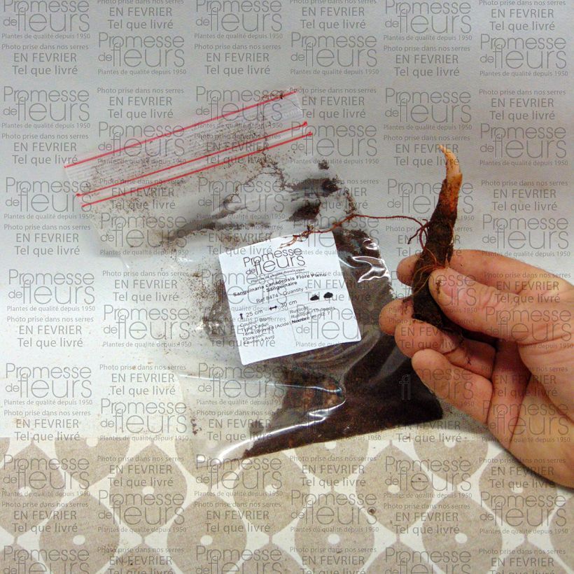 Example of Sanguinaria canadensis Flore Pleno Bulb size I specimen as delivered
