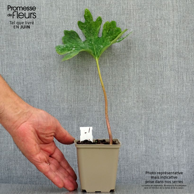 Sanguinaria canadensis  8/9 cm pot sample as delivered in summer