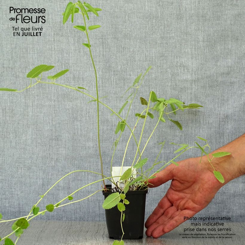 Sanguisorba tenuifolia Cangshan Cranberry 8/9 cm pot sample as delivered in summer