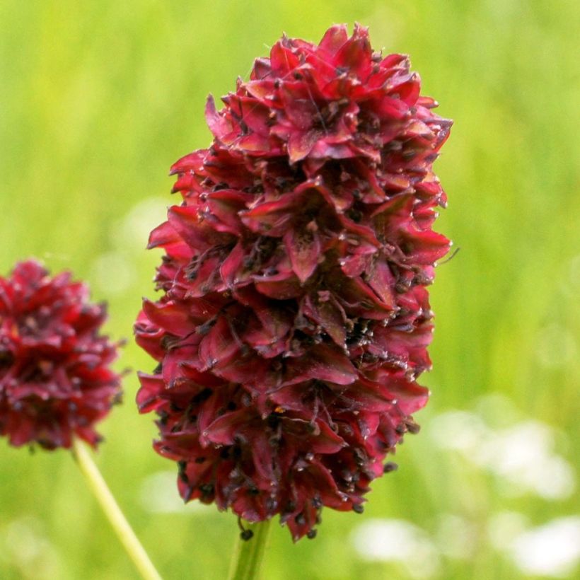 Sanguisorba Little Angel (Flowering)