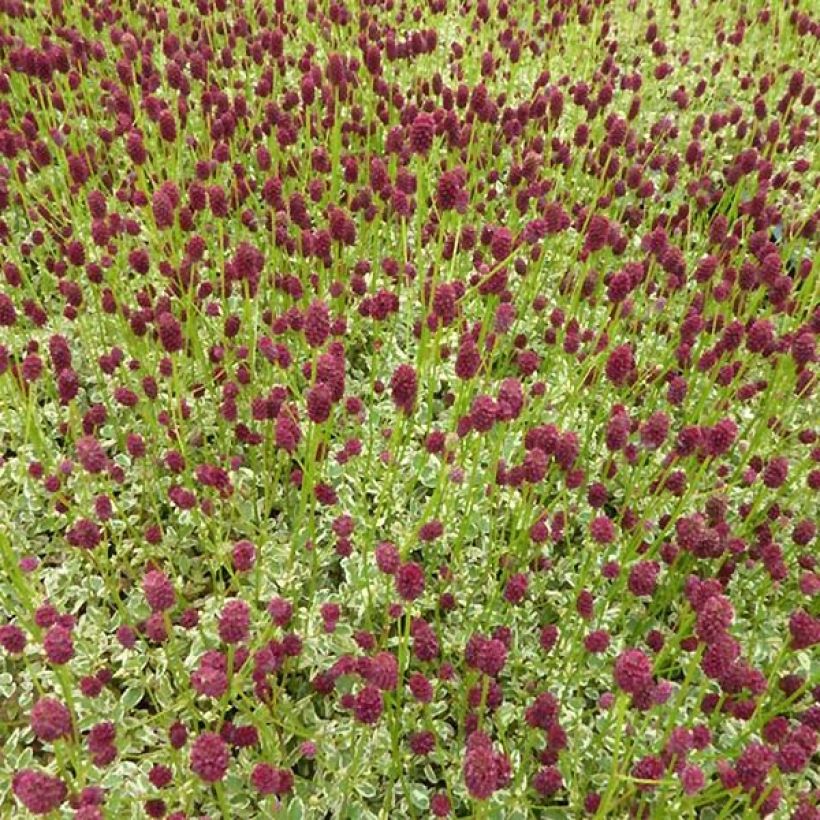 Sanguisorba Little Angel (Plant habit)