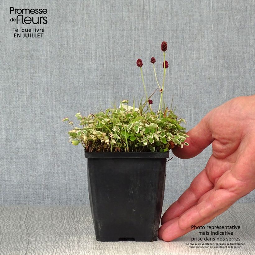 Sanguisorba Little Angel 8/9 cm pot sample as delivered in summer
