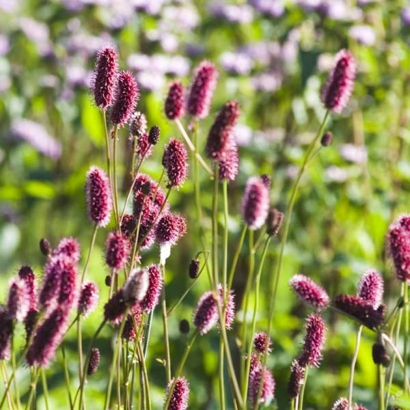 Sanguisorba menziesii (Flowering)