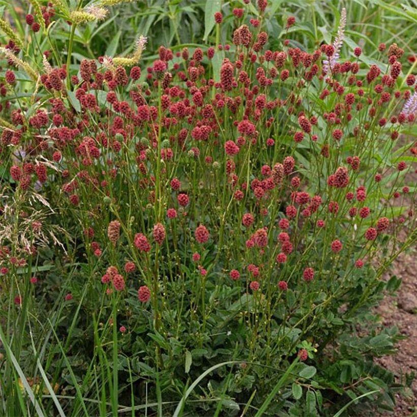 Sanguisorba Proud Mary (Flowering)