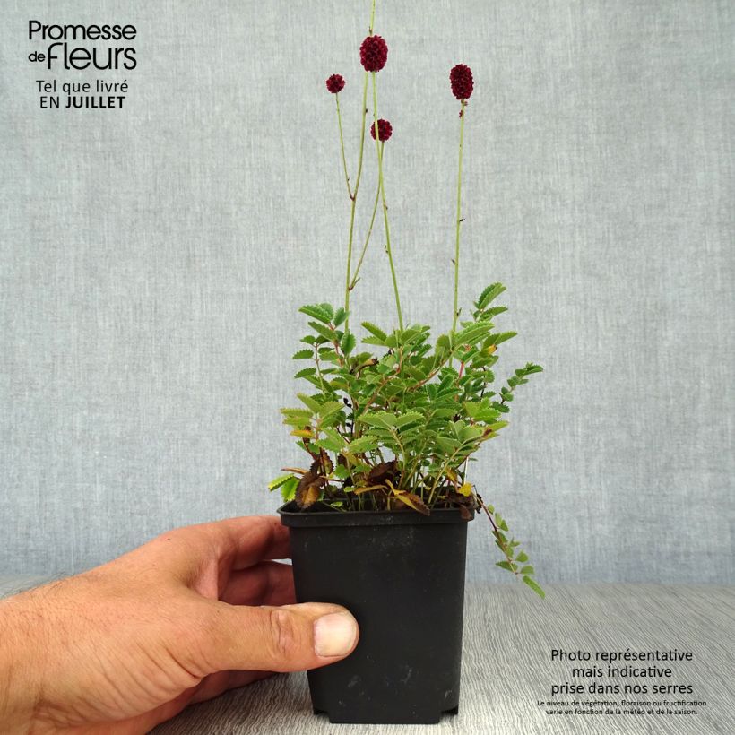 Sanguisorba Proud Mary 8/9 cm pot sample as delivered in summer