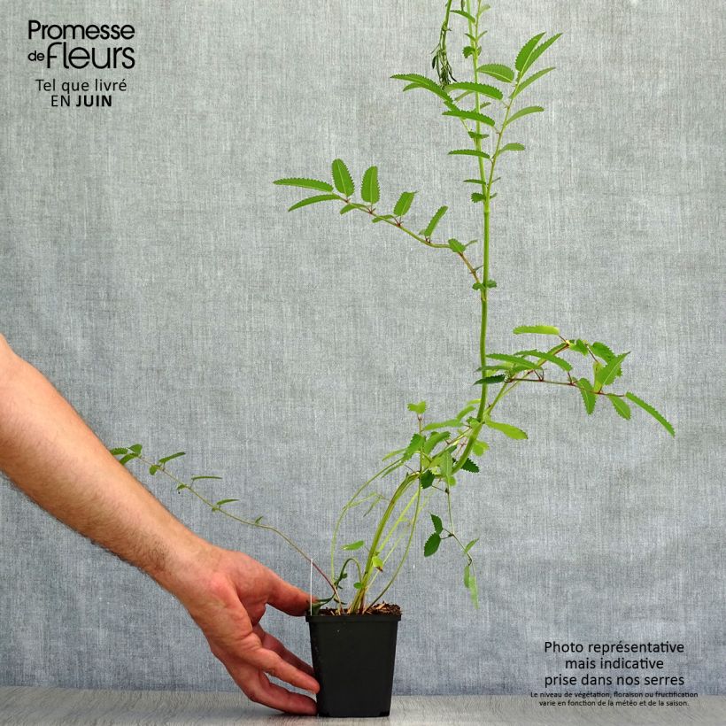 Sanguisorba officinalis Red Thunder 8/9 cm pot sample as delivered in summer
