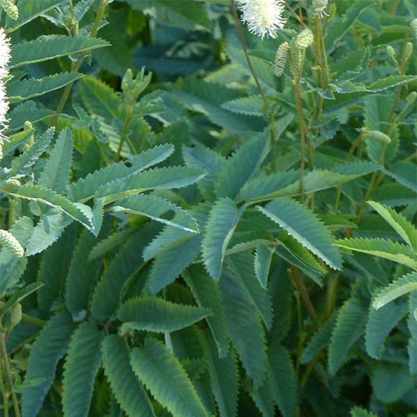 Sanguisorba canadensis  (Foliage)