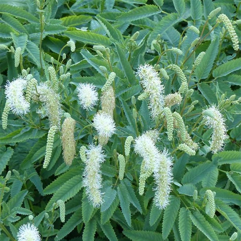 Sanguisorba canadensis  (Flowering)