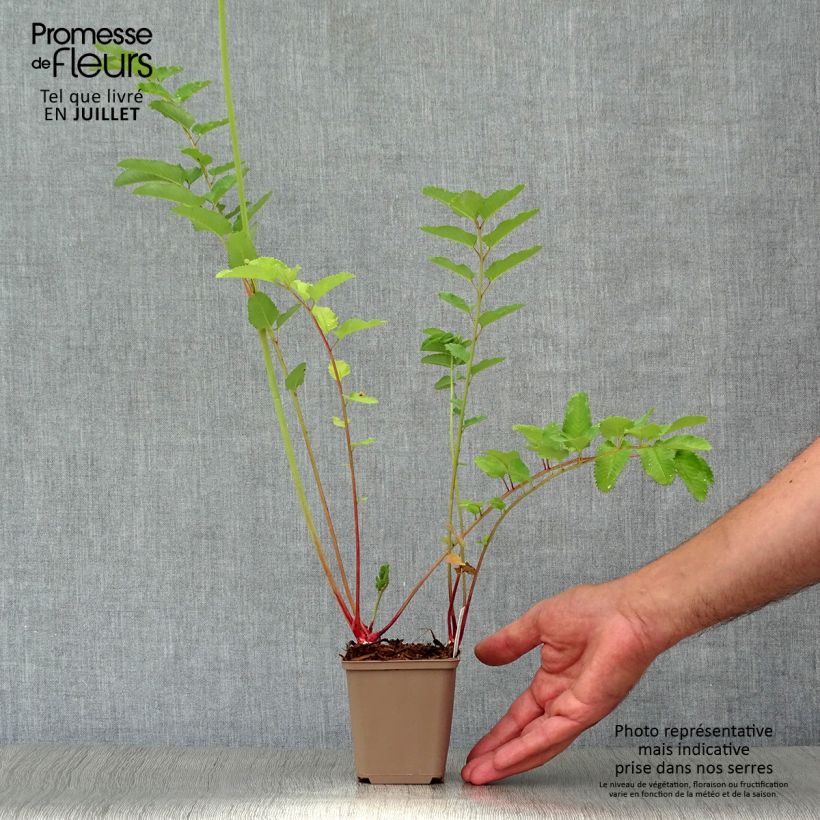 Sanguisorba canadensis  8/9 cm pot sample as delivered in summer