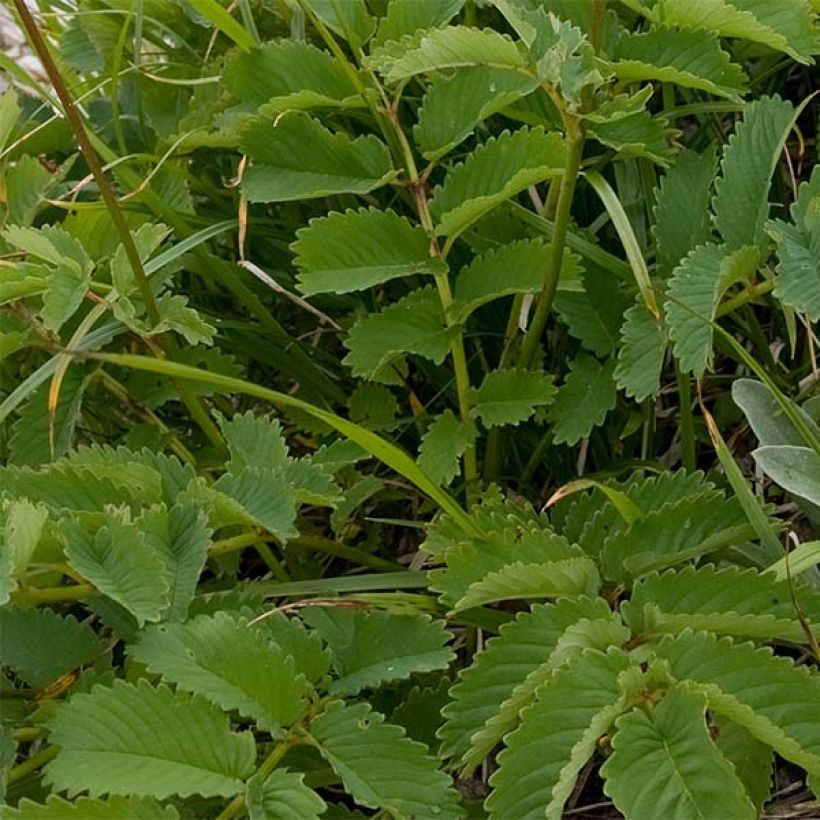 Sanguisorba hakusanensis (Foliage)