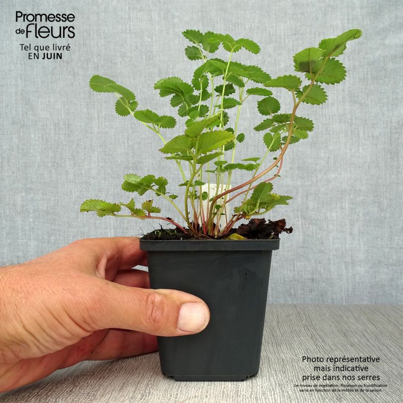 Sanguisorba hakusanensis 8/9 cm pot sample as delivered in summer