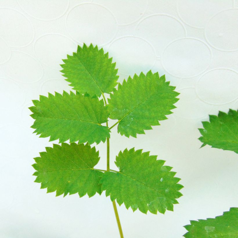 Sanguisorba menziesii (Foliage)