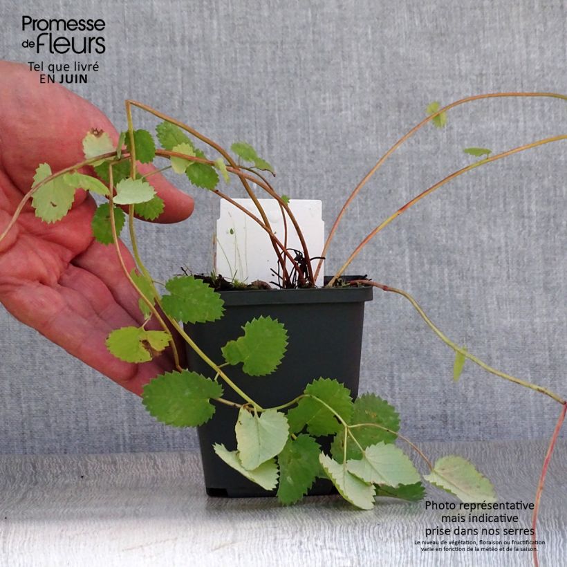 Sanguisorba menziesii 8/9 cm pot sample as delivered in summer