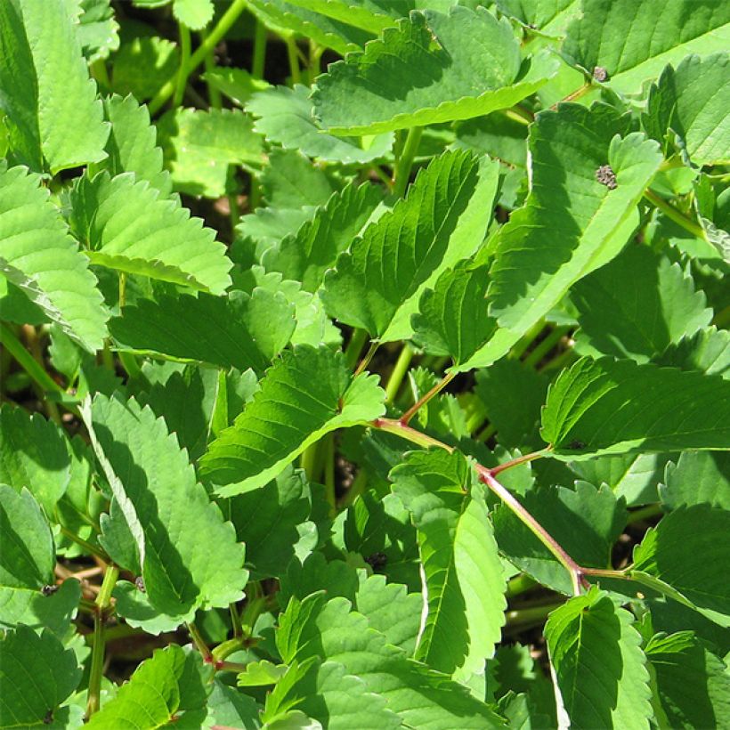 Sanguisorba obtusa (Foliage)