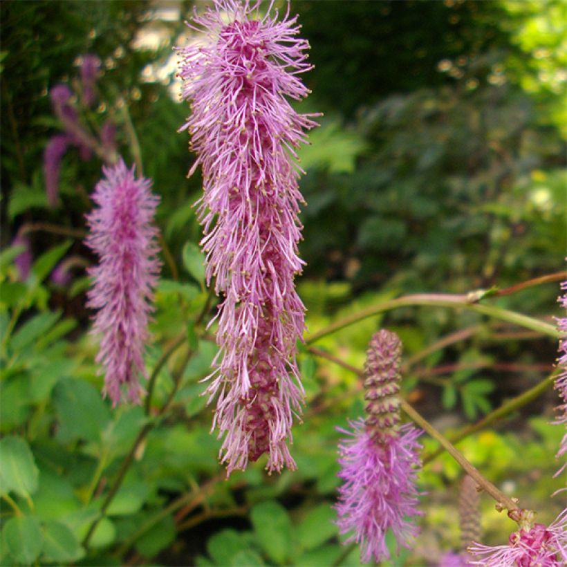 Sanguisorba obtusa (Flowering)