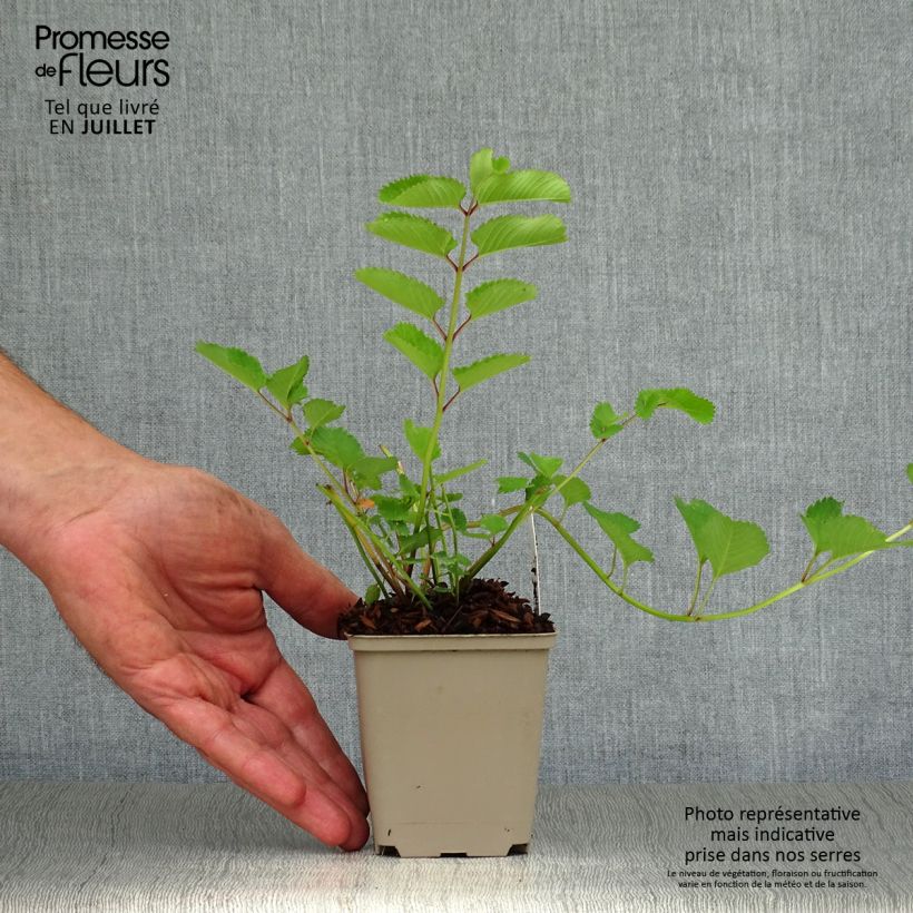 Sanguisorba obtusa 8/9 cm pot sample as delivered in summer