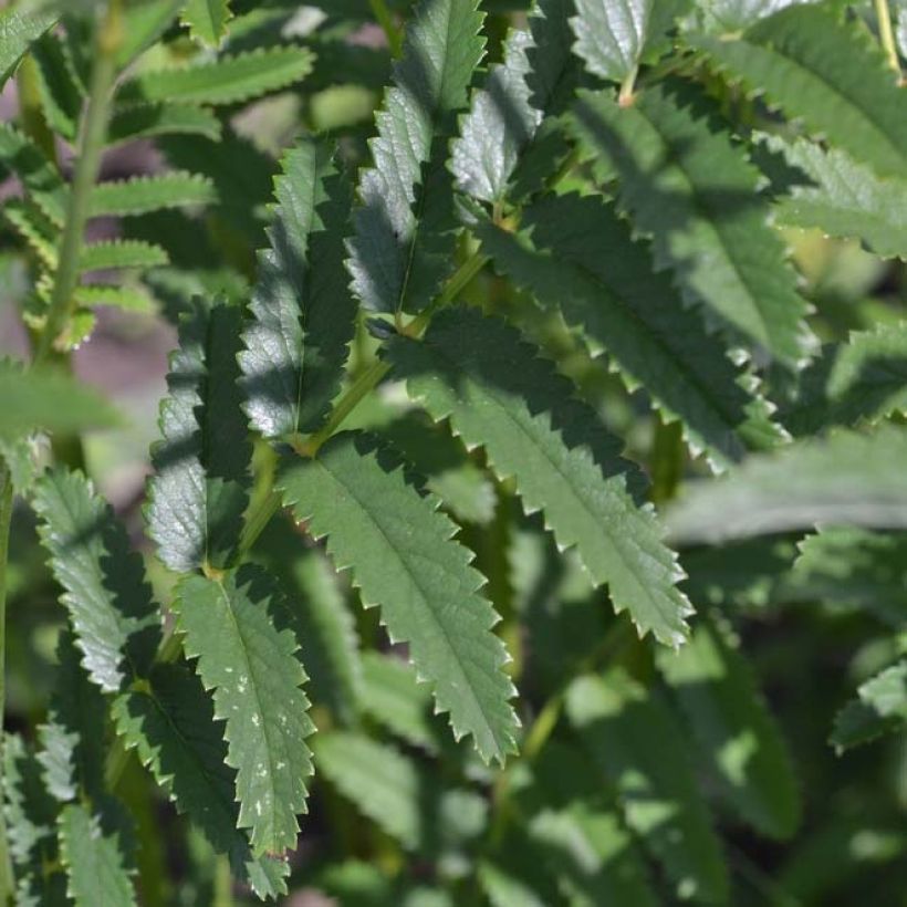 Sanguisorba officinalis 'Arnhem' (Foliage)