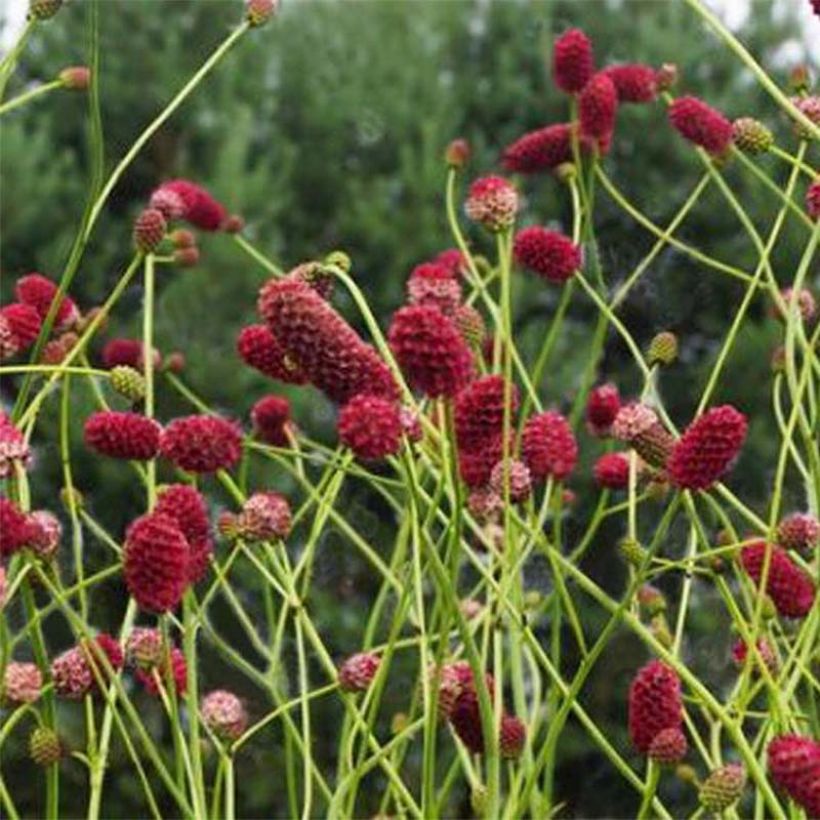 Sanguisorba officinalis 'Arnhem' (Flowering)