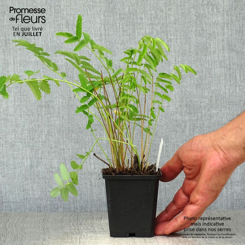 Sanguisorba officinalis 'Arnhem' 8/9 cm pot sample as delivered in summer