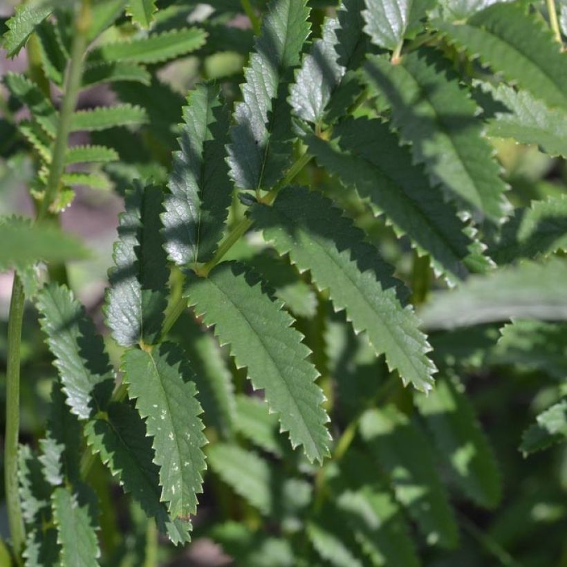 Sanguisorba officinalis Morning Select (Foliage)