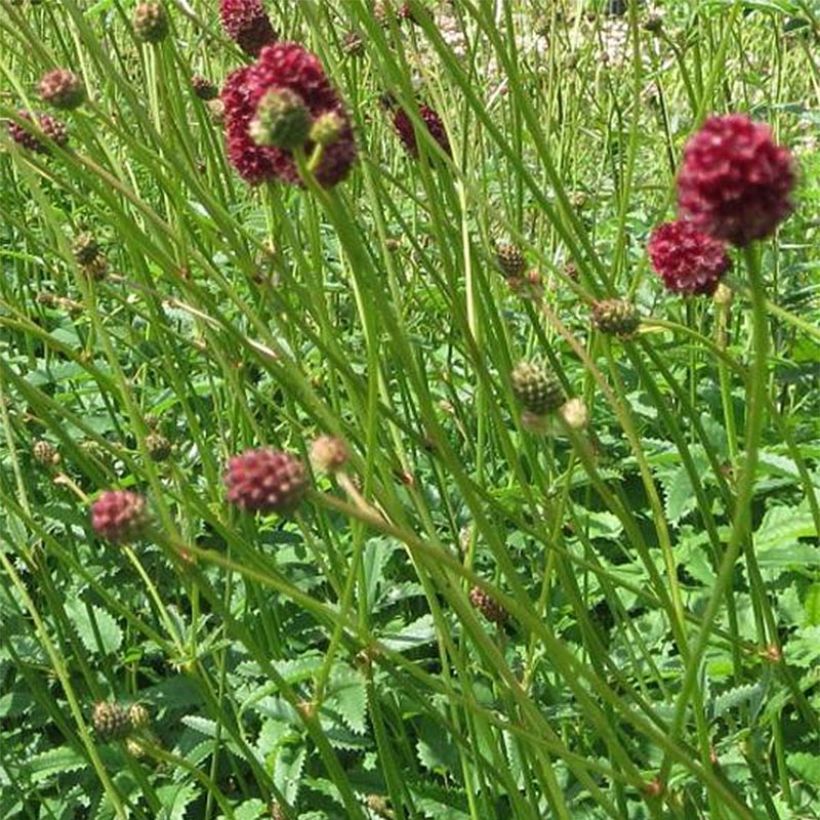 Sanguisorba officinalis Morning Select (Flowering)